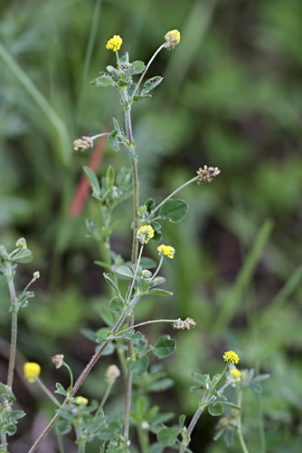 Hopfen-Schneckenklee