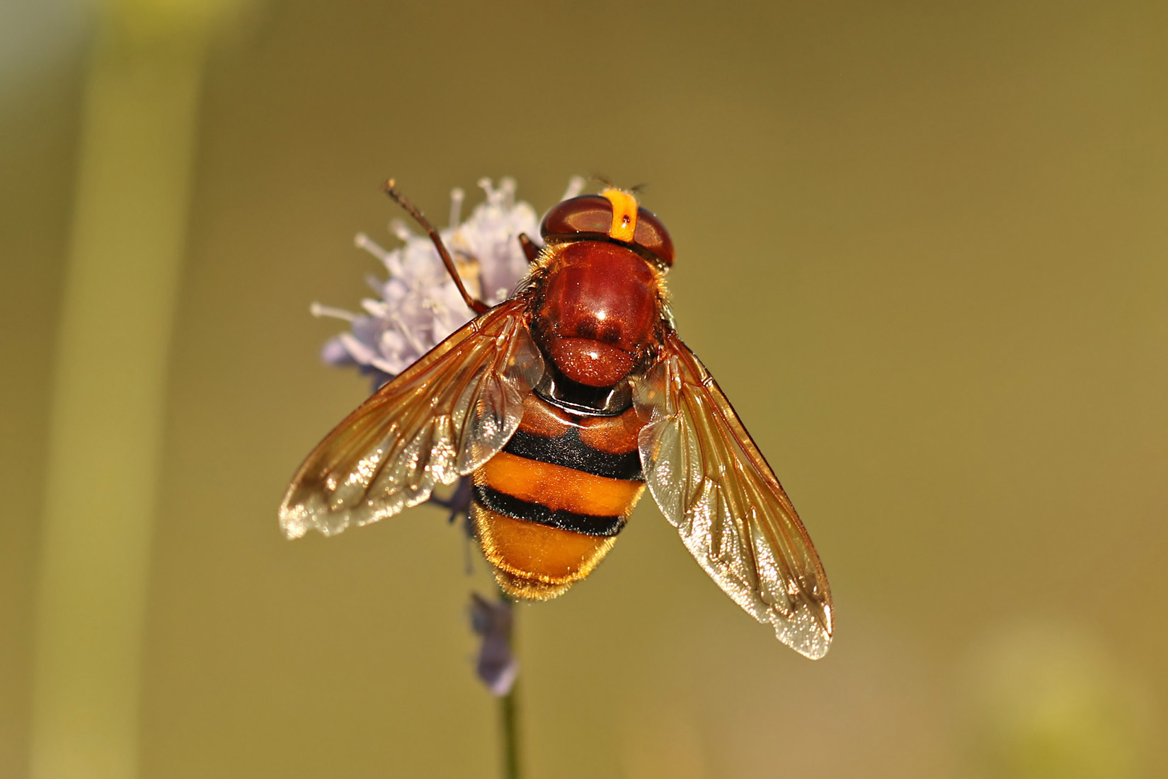 Hornissenschwebfliege