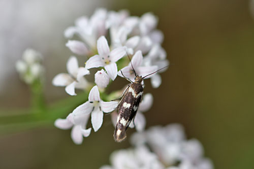 Scythris scopolella