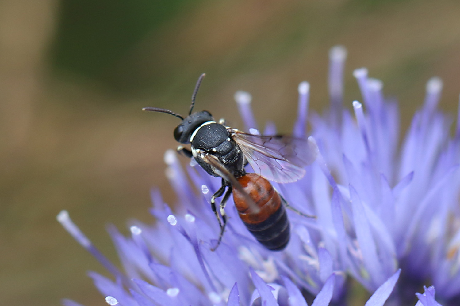 Hylaeus variegatus