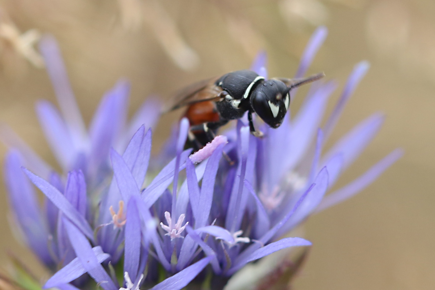 Hylaeus variegatus