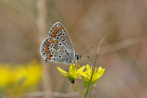 Kleiner
                  Sonnenrschen-Bluling