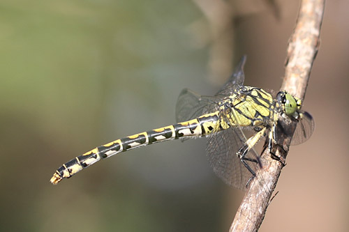 Kleine
                  Zangenlibelle