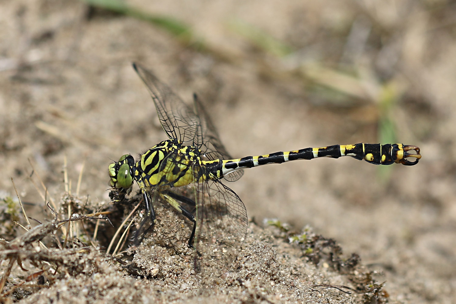 Kleine Zangenlibelle