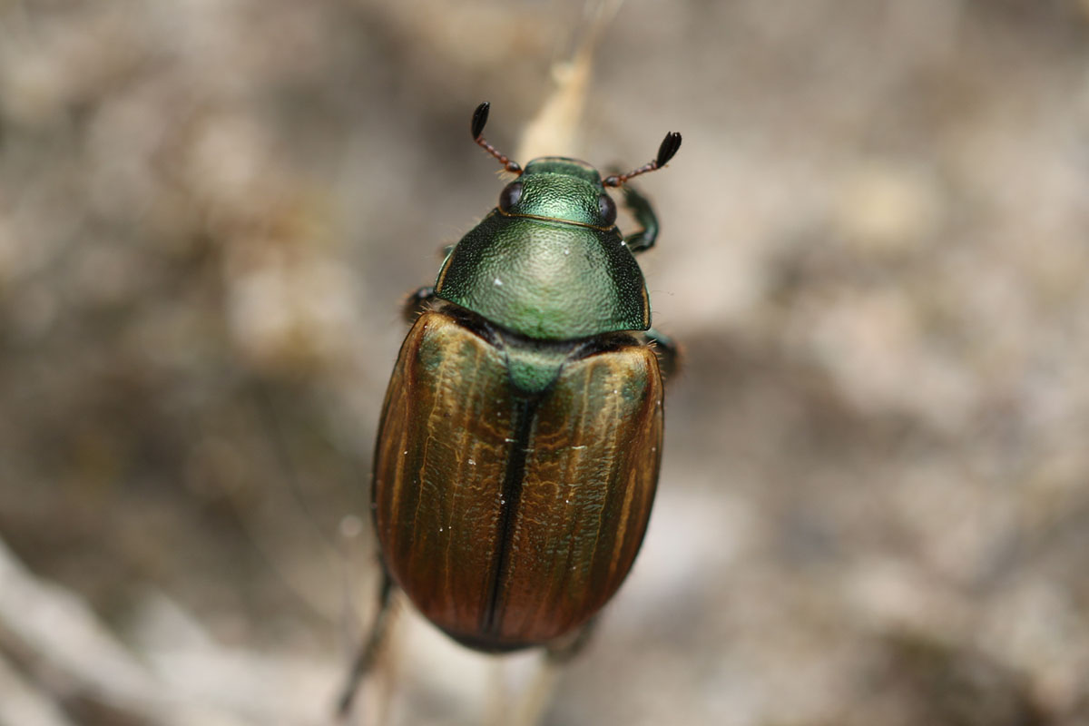 Kleiner Julikäfer