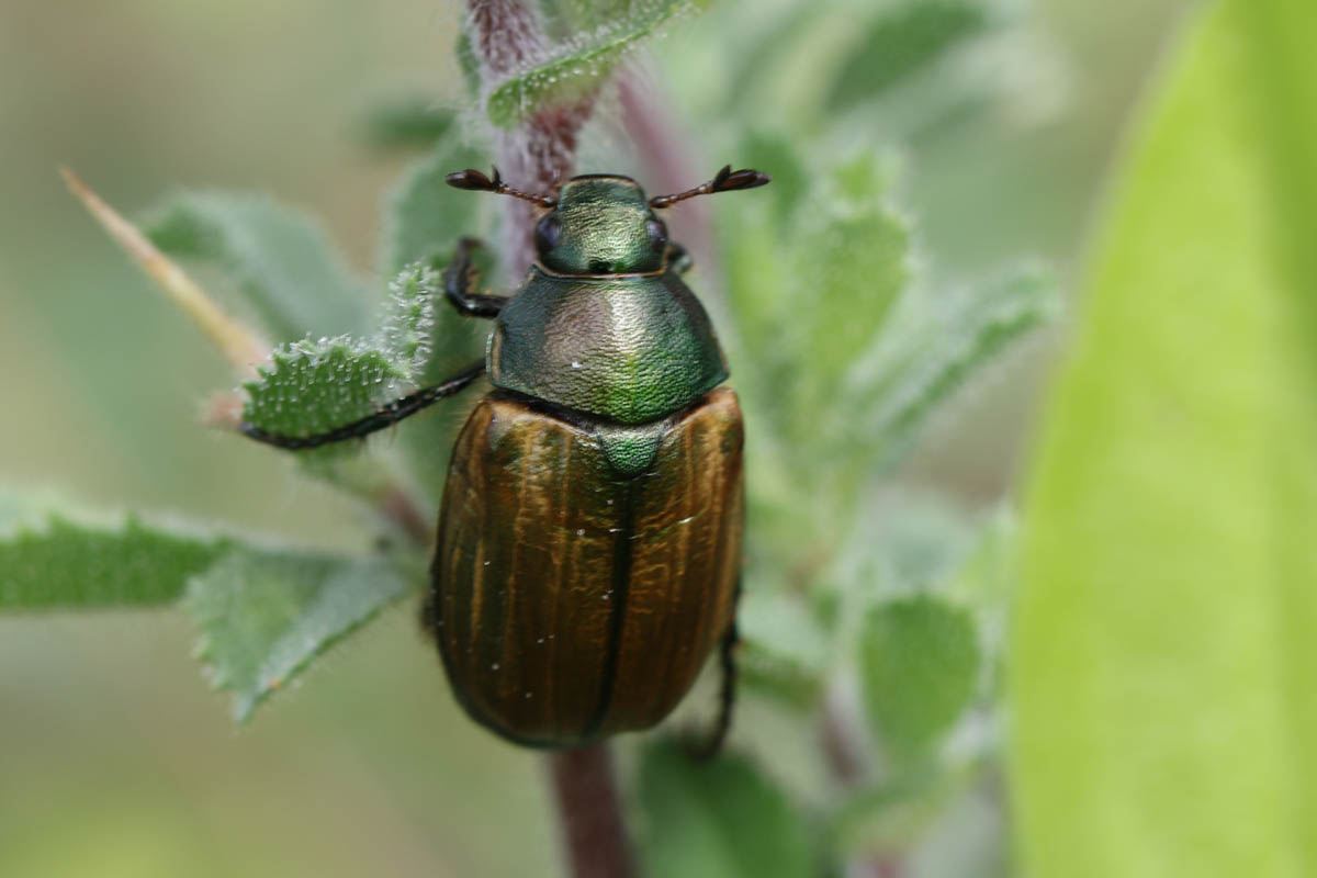 Kleiner Julikäfer