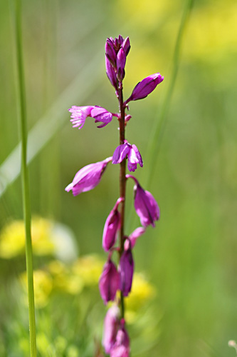 Gewhnliches
                  Kreuzblmchen