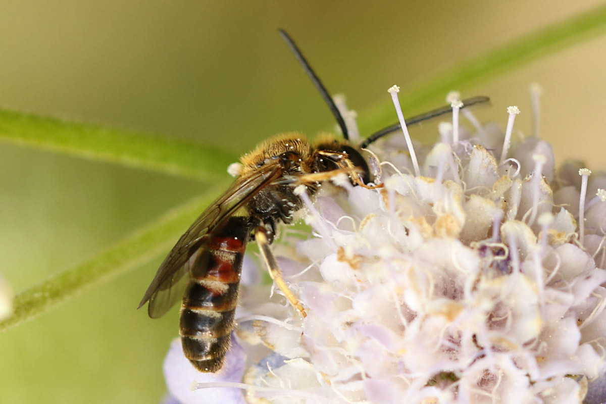 Lasioglossum calceatum