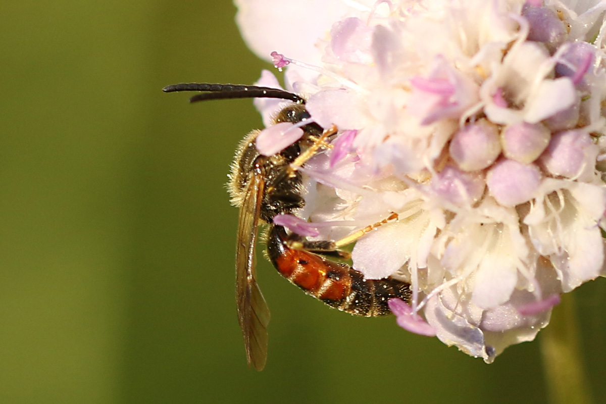 Lasioglossum calceatum