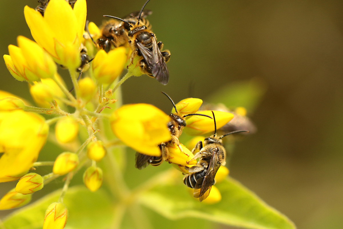 Macropis europaea