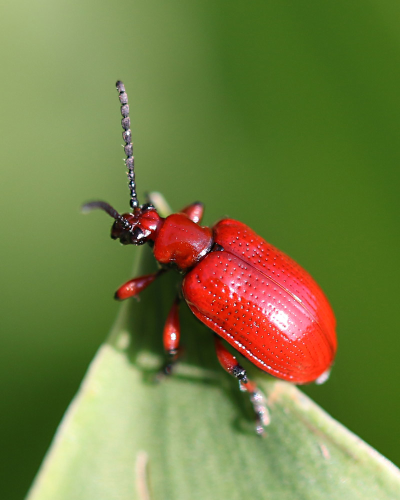 Maiglöckchenhähnchen