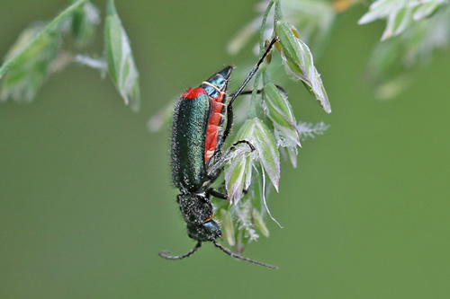 Malachius bipustulatus