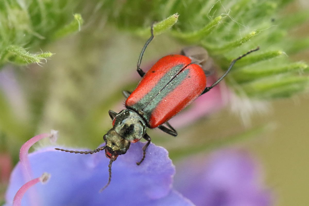 Schwarzroter Zipfelkäfer