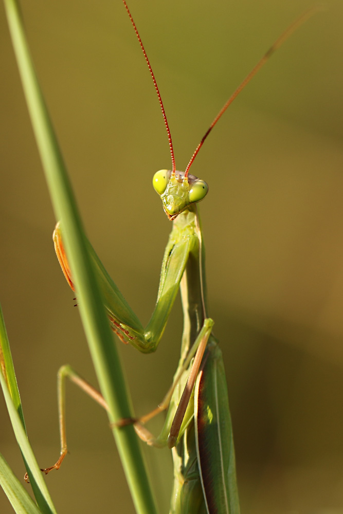 Mantis religiosa