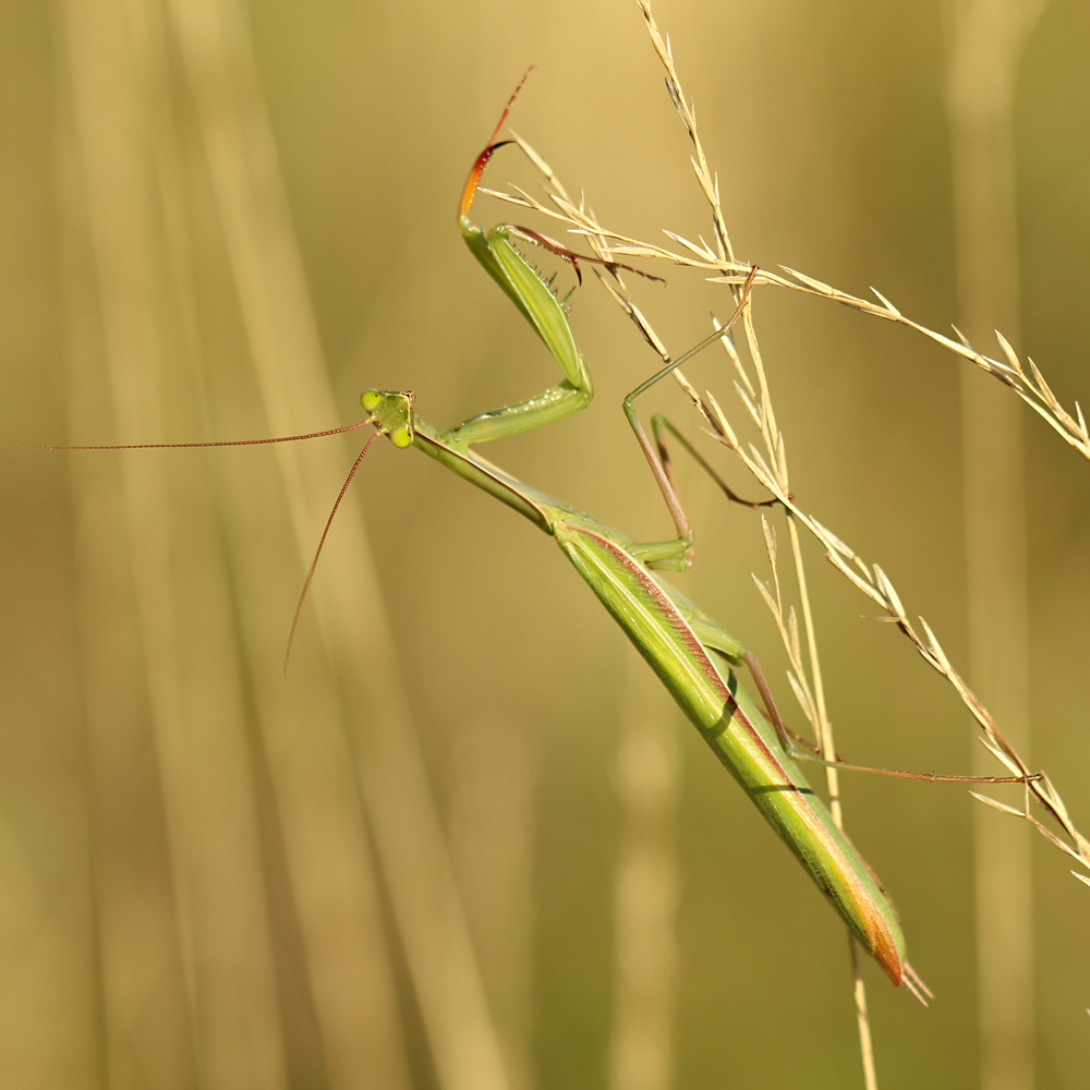 Mantis religiosa