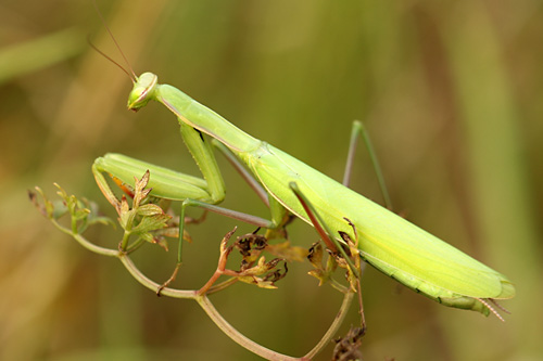 Mantis religiosa