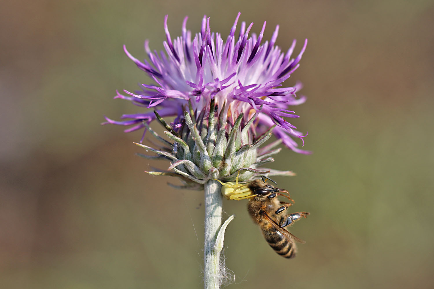 Veränderliche Krabbenspinne