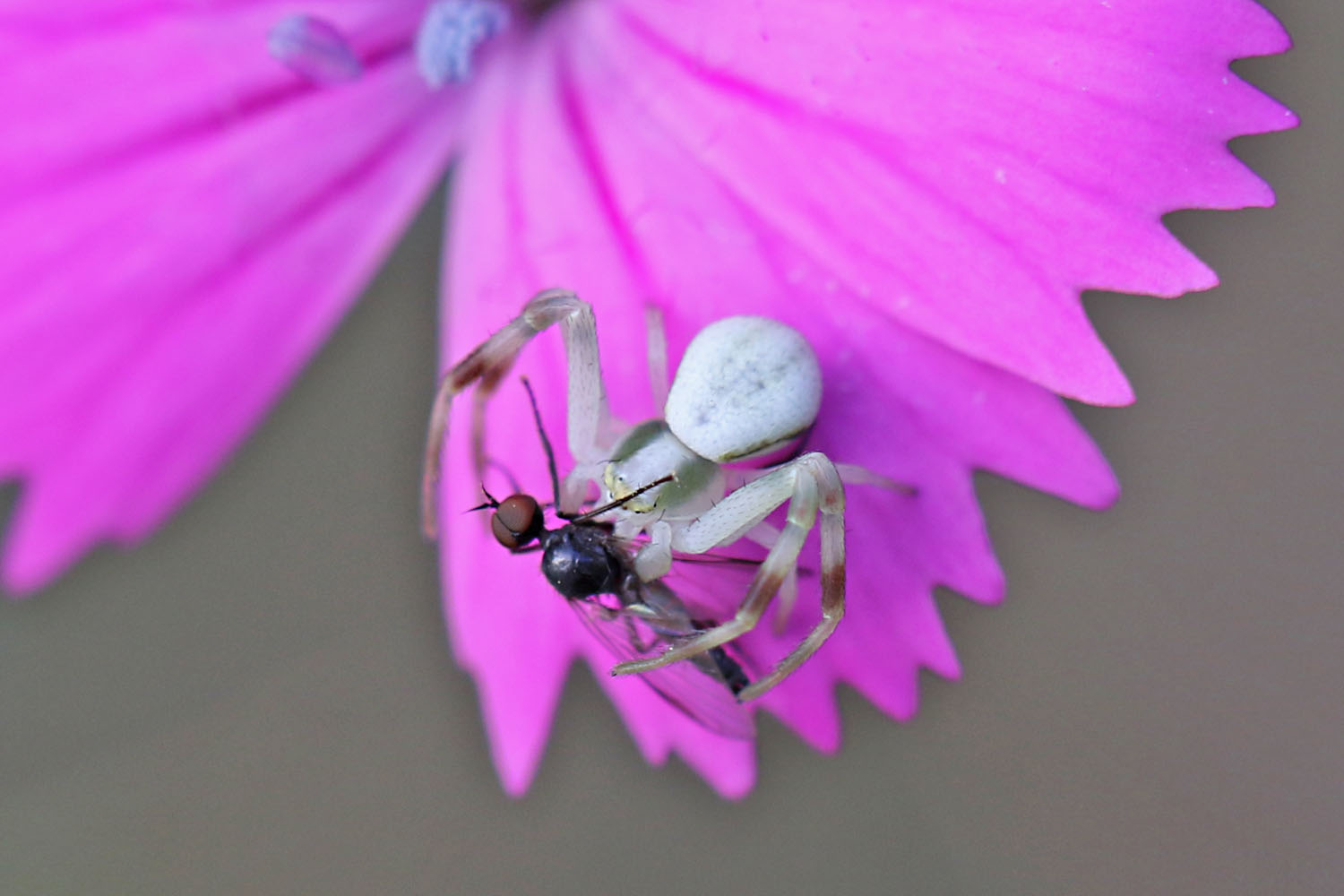 Veränderliche Krabbenspinne