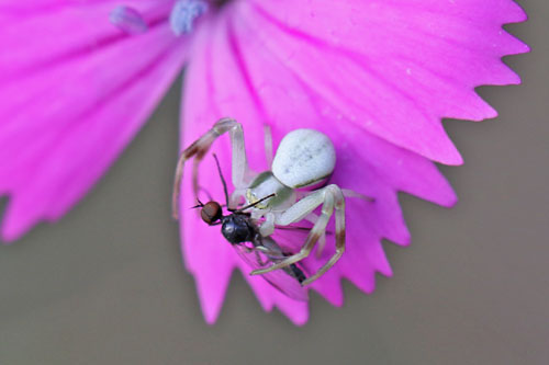 Vernderliche
                  Krabbenspinne