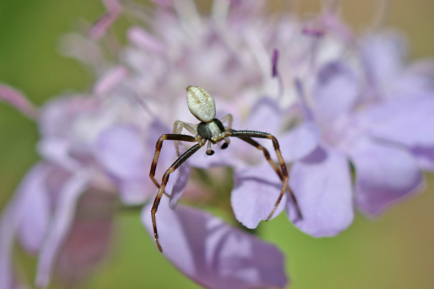 Veränderliche Krabbenspinne