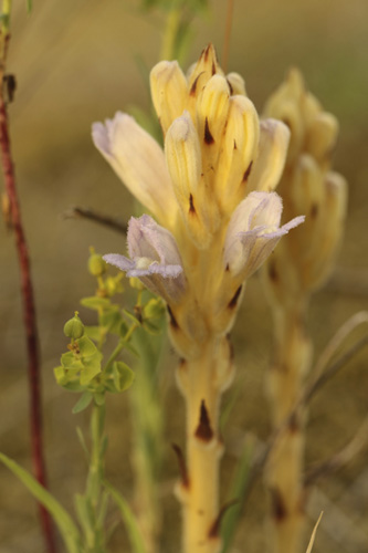 Orobance arenaria