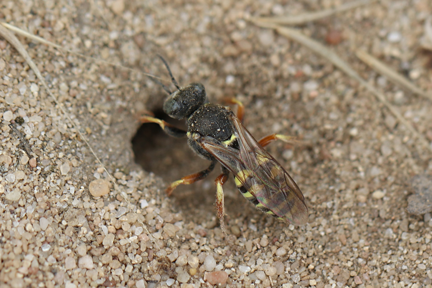 Oxybelus argentatus