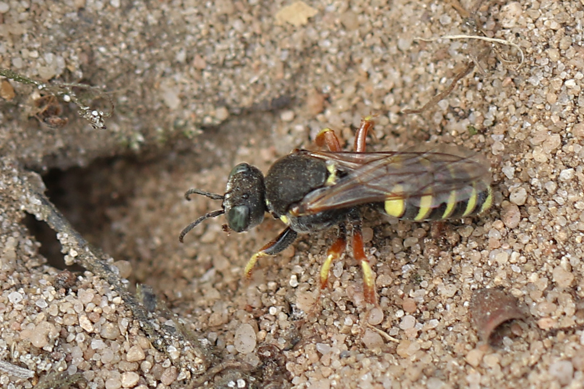 Oxybelus argentatus