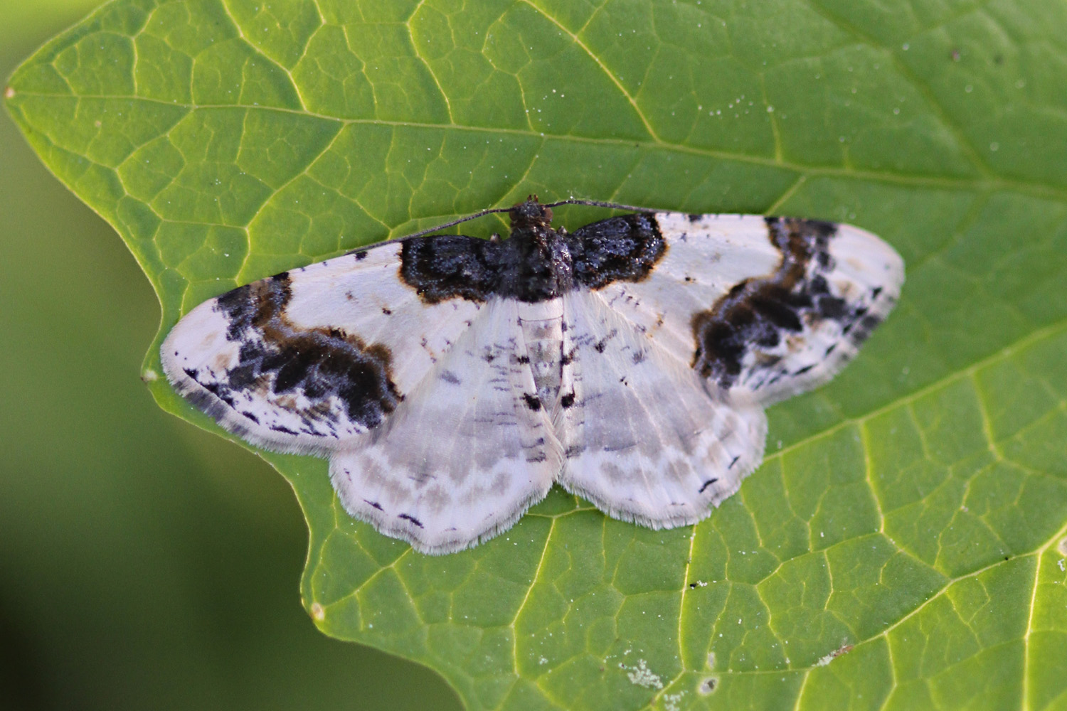 Pfaffenhütchen-Harlekin