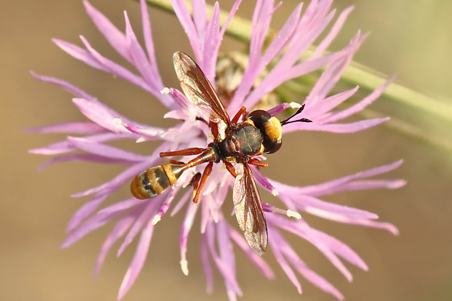 Physocephala vittata