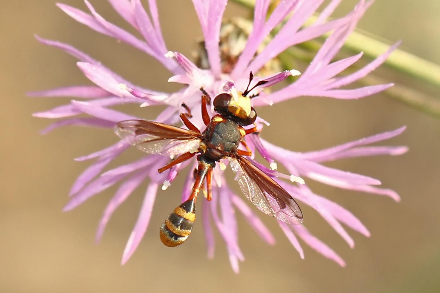 Physocephala vittata