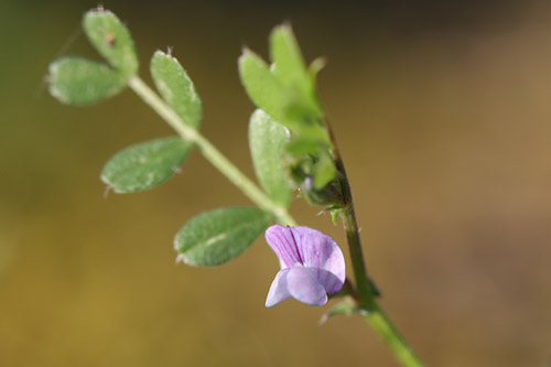 Platterbsen-Wicke