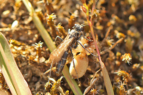 Pompilus
                  cinereus