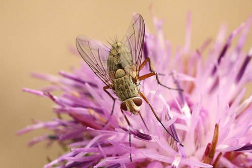 Prosena siberita