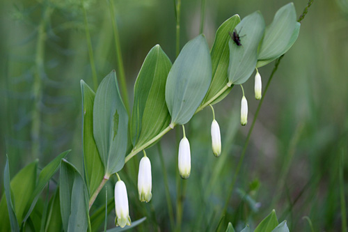 Echtes
                  Salomonssiegel