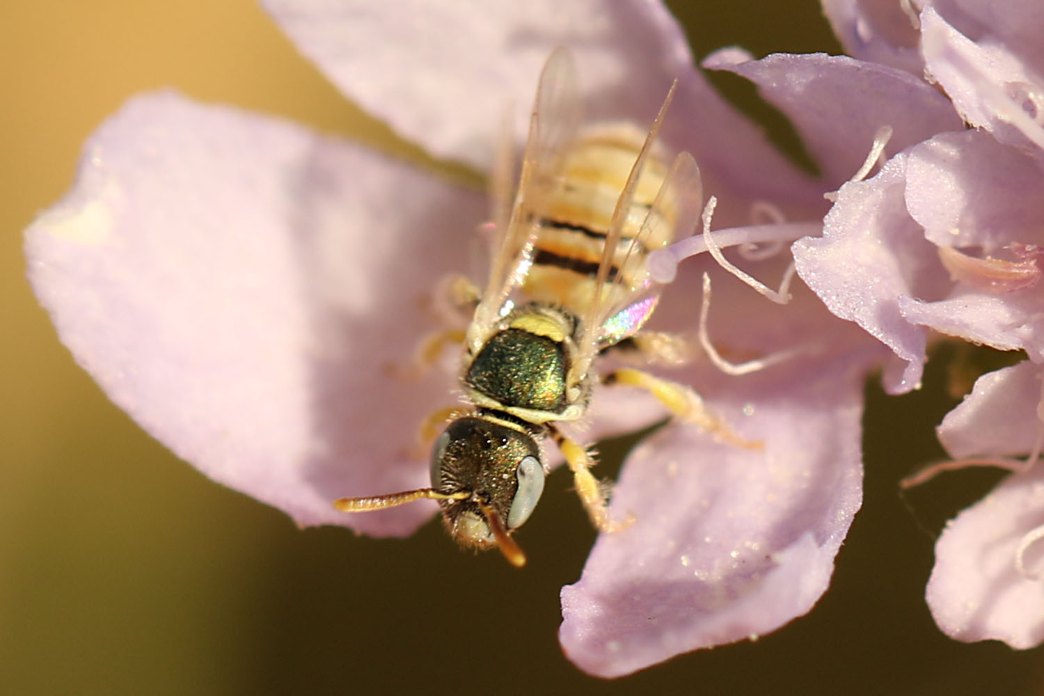 Sand-Steppenbiene