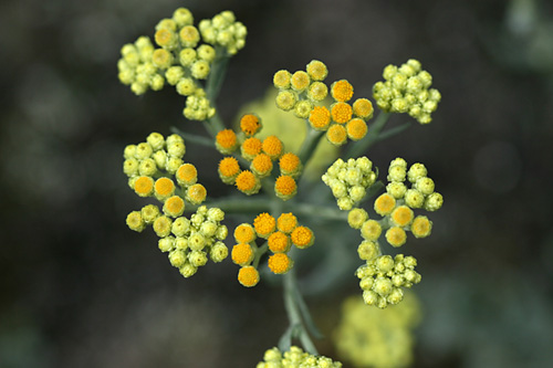 Sand-Strohblume