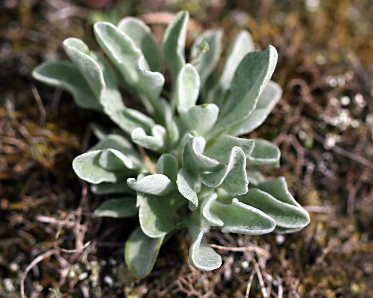 Sand-Strohblume