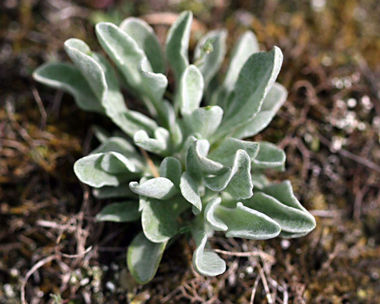 Sand-Strohblume