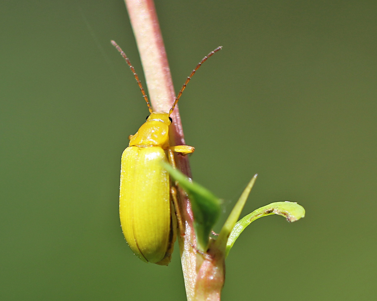 Schwefelkäfer