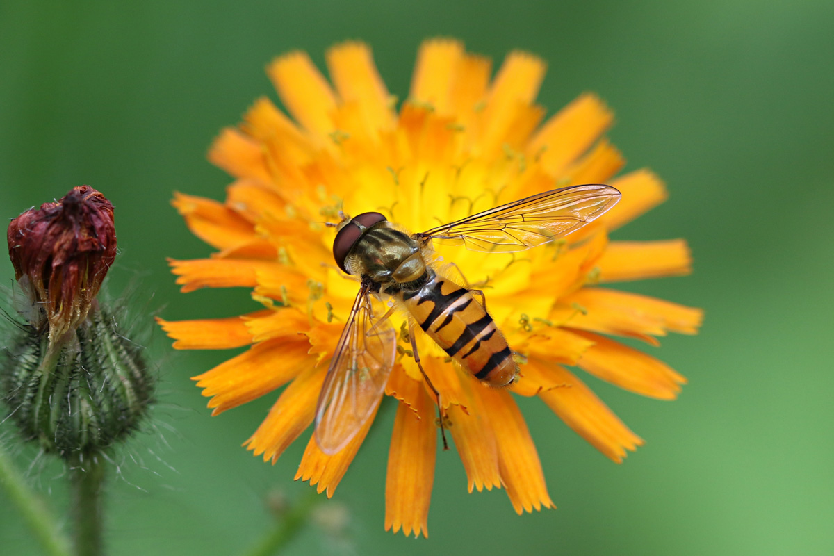 Gemeine Parkschwebfliege