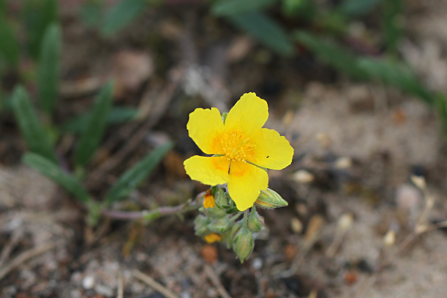 Ovalblättriges
                Sonnenröschen