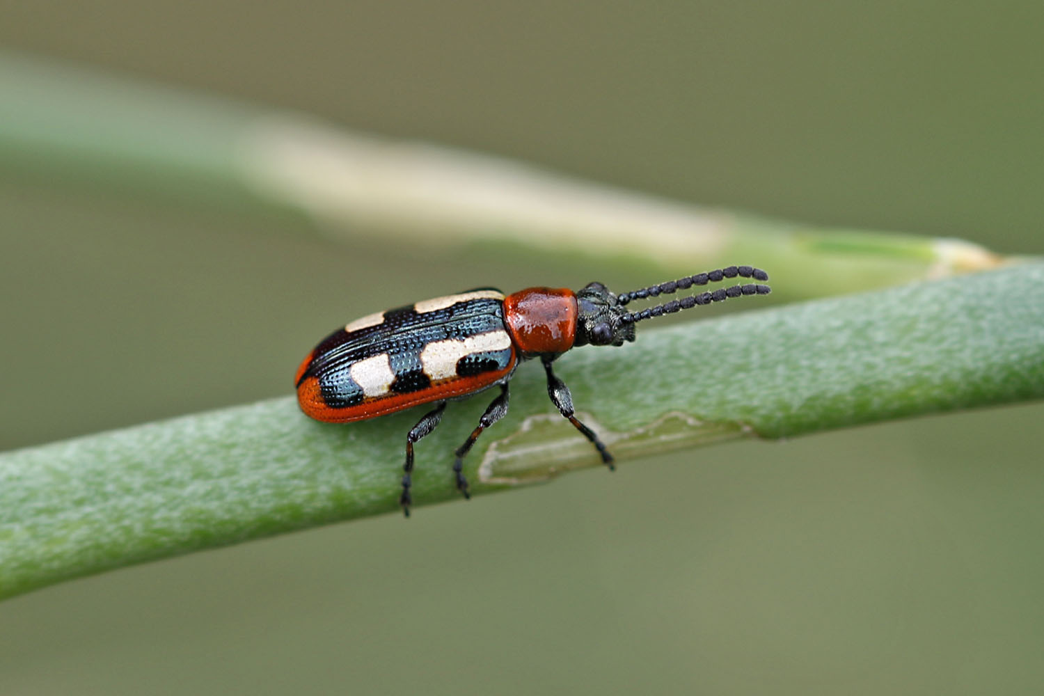 Spargelhähnchen