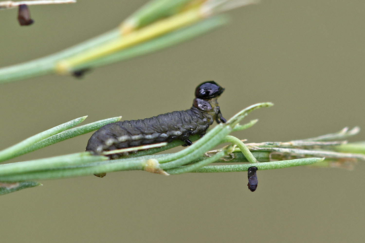 Spargelhähnchen