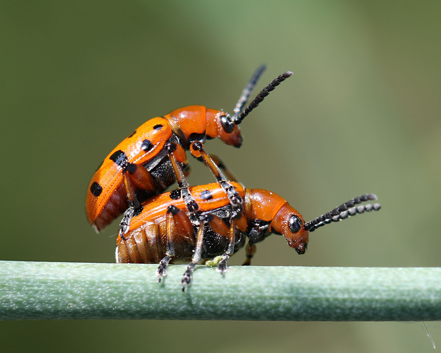 Zwöfgepunkteter Spargekäfer