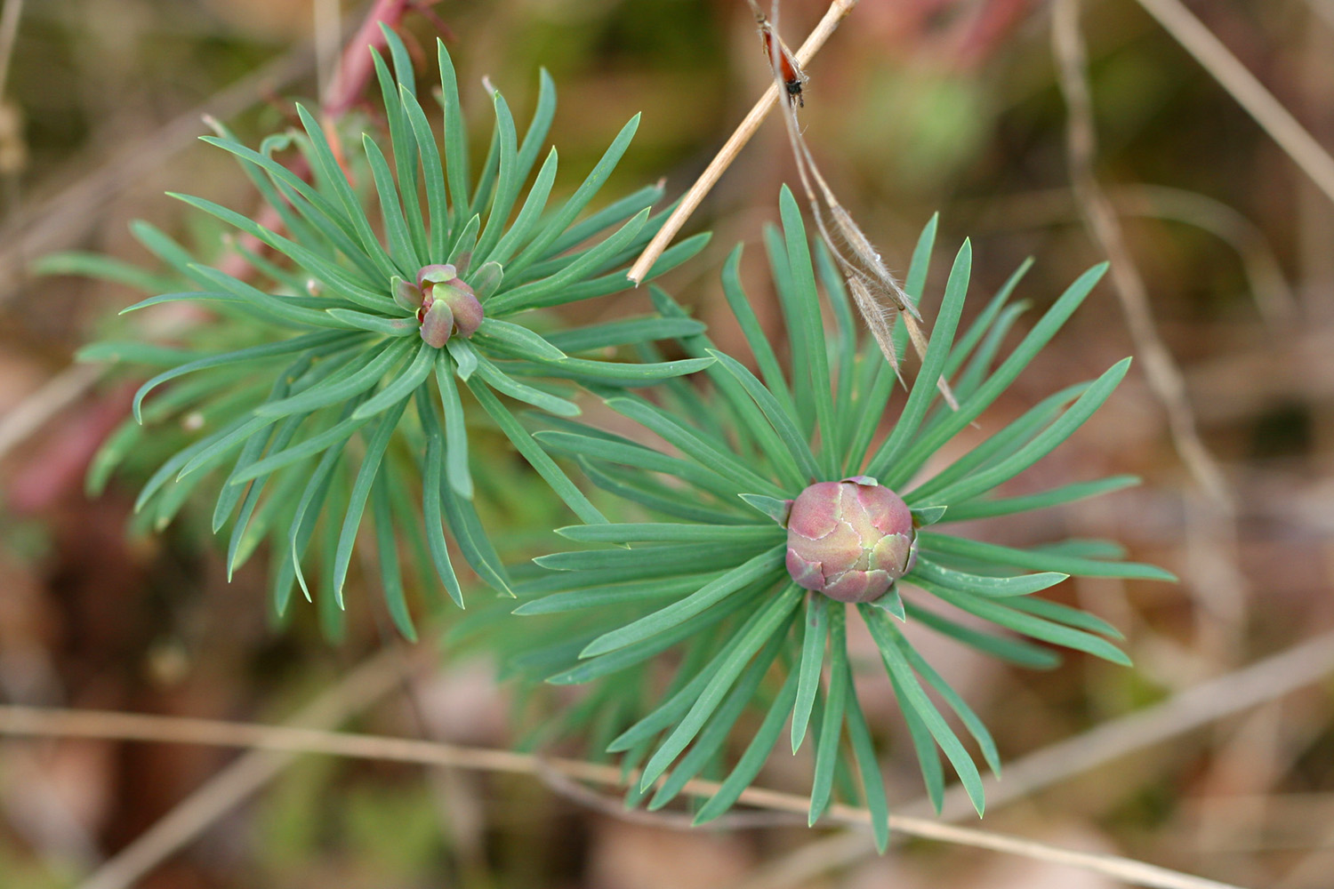 Spurgia euphorbiae