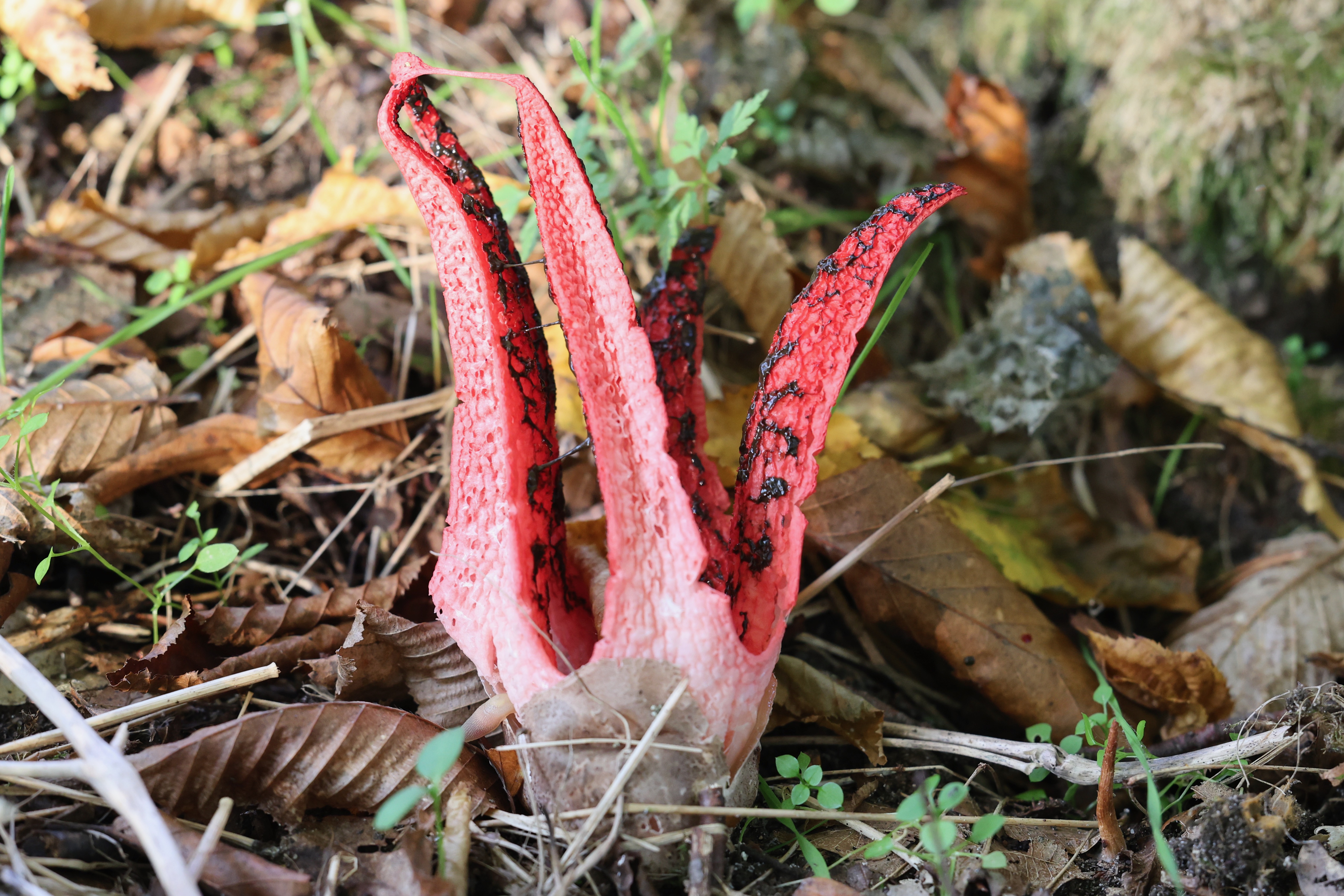 Tintenfischpilz
