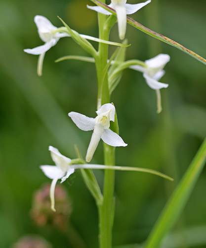 Weiße Waldhyazinthe