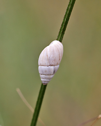 Weie Turmschnecke