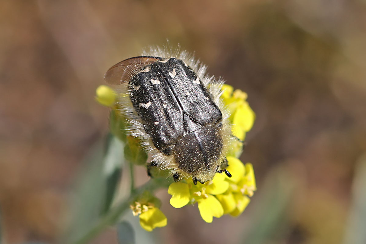 Zottiger Blütenkäfer