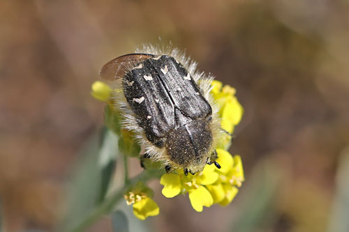 Zottiger
                  Bltenkfer